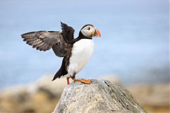 Atlantic Puffin