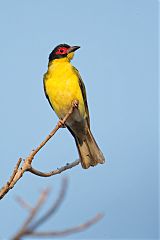 Australasian Figbird