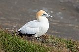 Australasian Gannet