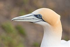 Australasian Gannet