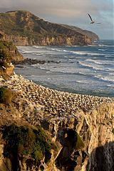 Australasian Gannet