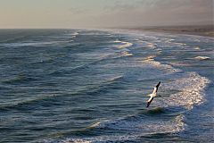 Australasian Gannet