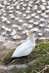 Australasian Gannet