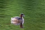 Australasian Grebe