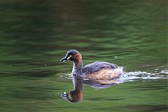 Australasian Grebe