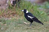 Australian Magpie