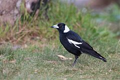 Australian Magpie