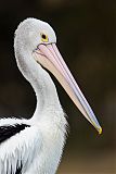 Australian Pelicanborder=