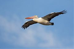 Australian Pelican