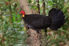 Australian Brushturkey