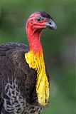 Australian Brushturkey