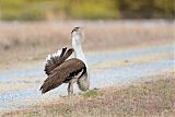 Australian Bustard