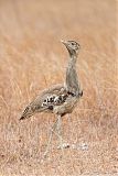 Australian Bustard