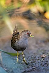 Australian Crake