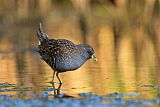 Australian Crake