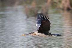 Australasian Darter