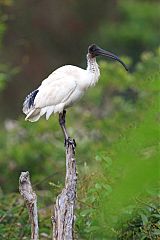 Australian Ibis