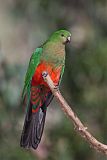 Australian King-Parrot