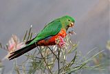 Australian King-Parrotborder=