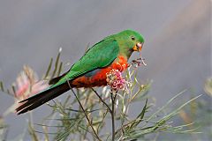 Australian King-Parrot