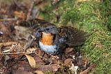 Australian Logrunnerborder=