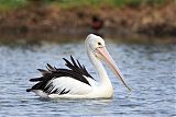 Australian Pelicanborder=