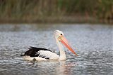 Australian Pelican