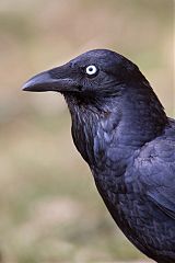 Australian Raven