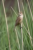 Australian Reed Warbler