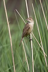 Australian Reed Warbler