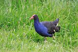 Australasian Swamphen