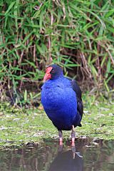 Australasian Swamphen