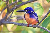 Azure Kingfisher