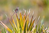 Bachman's Sparrowborder=