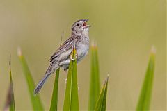 Bachman's Sparrow