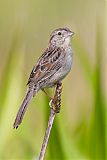 Bachman's Sparrow