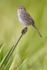 Bachman's Sparrow