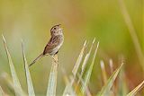 Bachman's Sparrow