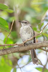 Bahama Mockingbird