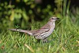 Bahama Mockingbirdborder=