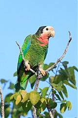 Cuban Parrot