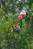 Cuban Parrotborder=