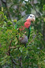 Cuban Parrot