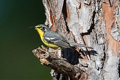 Bahama Warbler