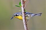 Bahama Warbler