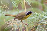 Bahama Yellowthroatborder=