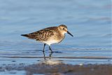 Baird's Sandpiper