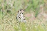 Baird's Sparrowborder=