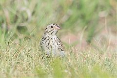 Baird's Sparrow