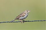 Baird's Sparrowborder=